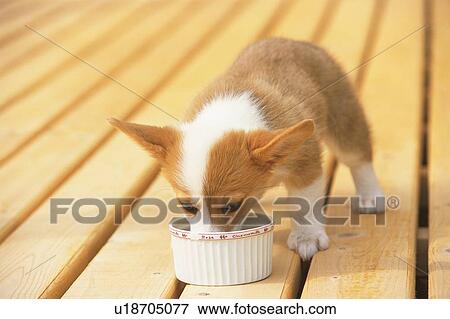 a Welsh Corgi, Eating From a Porcelain Cup, High Angle View View Large Photo Image Stock Photo - a Welsh Corgi, Eating From a Porcelain Cup, High Angle View. Fotosearch