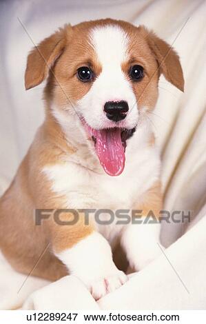 Stock Photo -  a Welsh Corgi, His Tongue Out, Covered in White Blankets, Looking at Camera, Front View. Fotosearch