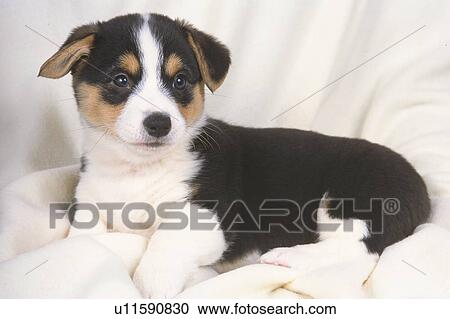 a Welsh Corgi, Lying on a White Blanket Looking Sideways, Side View View Large Photo Image Stock Image - a Welsh Corgi, Lying on a White Blanket Looking Sideways, Side View. Fotosearch