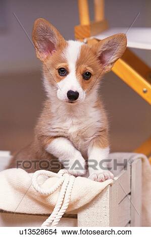Picture -  a Welsh Corgi, Sitting on a White Box, Looking at Camera, Front View. Fotosearch