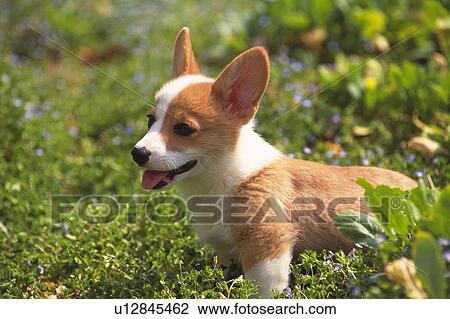 a Welsh Corgi Standing in the Grass, Side View, Differential Focus View Large Photo Image Stock Image - a Welsh Corgi Standing in the Grass, Side View, Differential Focus. Fotosearch