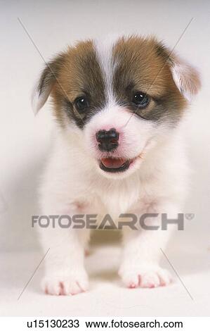 Stock Image -  a Welsh Corgi, Standing, Looking Sideways, Front View, Differential Focus. Fotosearch