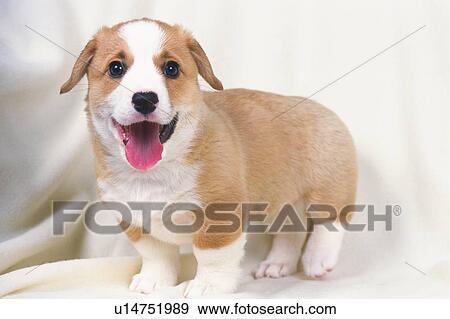 Stock Photo -  a Welsh Corgi, Standing on a White Blanket, His Tongue Out, Side View. Fotosearch