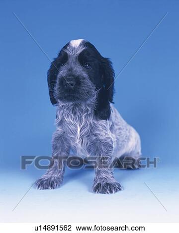 Stock Image -  an English Cocker Spaniel In a Blue Backround, Front View. Fotosearch