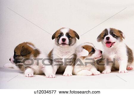 Stock Photo -  Four Welsh Corgi, All Looking in Different Directions, Front View. Fotosearch