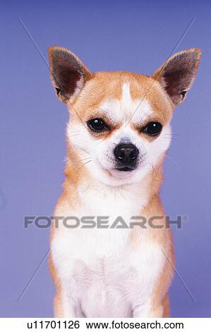 Stock Photograph - Portrait of a Chihuahua in a Blue Backround, Looking at Camera, Front View. Fotosearch