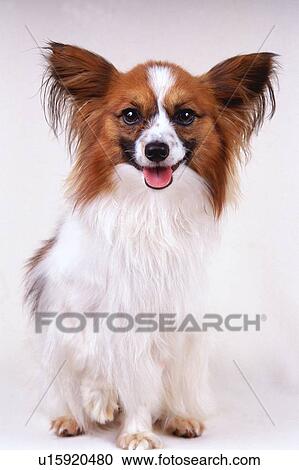 Stock Image - Portrait of a Papillon, Looking at Camera, Front View. Fotosearch