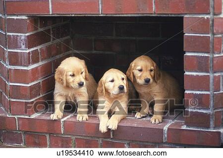 Stock Image -  Three Golden Retriever Standing in a Red-colored Chimney, Looking in Different Directions, Side View. Fotosearch
