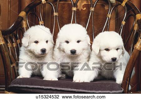 Three Great Pyrenees, Looking in Different Directions Lying on a Wooden Chair, Front View View Large Photo Image Stock Image - Three Great Pyrenees, Looking in Different Directions Lying on a Wooden Chair, Front View. Fotosearch
