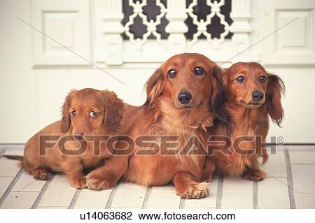 Three Miniature Dachshund Lying In Front of a White Door, Looking at Camera, Front View View Large Photo Image Stock Image - Three Miniature Dachshund Lying In Front of a White Door, Looking at Camera, Front View. Fotosearch