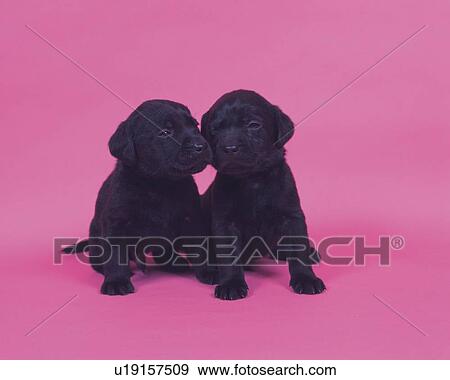 Stock Photo -  Two Black Labradors in a Pink-colored Backround, Front View. Fotosearch