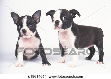 Two Boston Terrier, Looking at Camera, Side View, Front View View Large Photo Image Picture - Two Boston Terrier, Looking at Camera, Side View, Front View. Fotosearch
