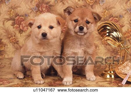 Stock Photo -  Two Crossbreed Dogs in a Flower-pattered Backround, Looking at Camera, Front View. Fotosearch