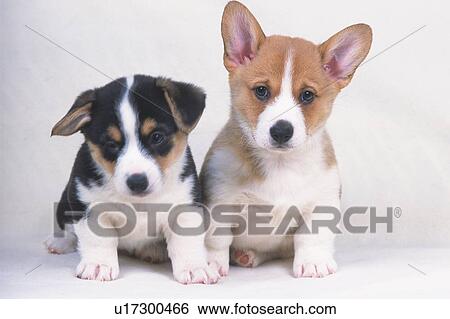Stock Photograph -  Two Different-colored Welsh Corgi, Looking at Camera, Front View. Fotosearch