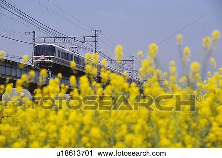 Stock Image - Local Train. Fotosearch