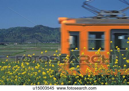 Stock Photography - Rape Blossom and Local Train. Fotosearch