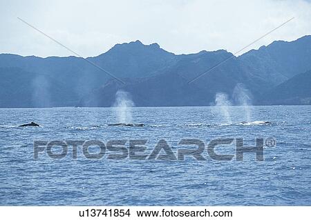 A Pod of Humpback Whale Blowing View Large Photo Image Picture - A Pod of Humpback Whale Blowing. Fotosearch