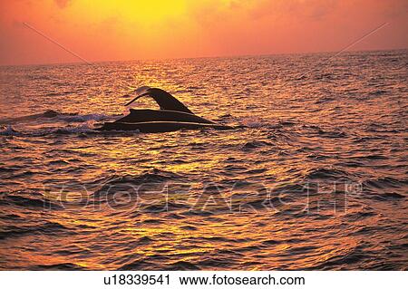 A Pod of Humpback Whales, Sunset View Large Photo Image Stock Image - A Pod of Humpback Whales, Sunset. Fotosearch