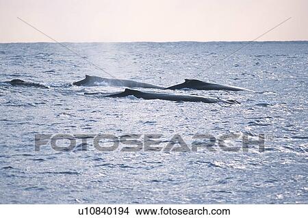 Picture - A Pod of Humpback Whales Surfacing. Fotosearch
