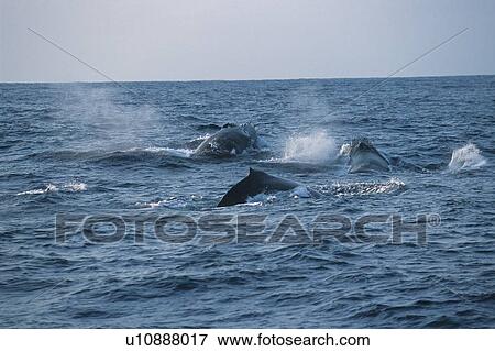Stock Photo - A Pod of Humpback Whales Surfacing. Fotosearch