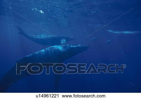 A Pod of Humpback Whales Swimming Underwater View Large Photo Image Stock Image - A Pod of Humpback Whales Swimming Underwater. Fotosearch