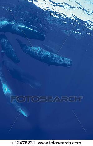Stock Image - A Pod of Sperm Whales Swimming Underwater. Fotosearch