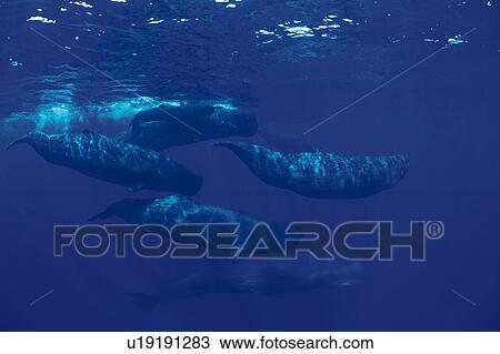 Stock Image - A Pod of Sperm Whales Swimming Underwater. Fotosearch