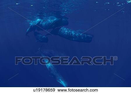 Stock Photo - A Pod of Sperm Whales Swimming Underwater. Fotosearch