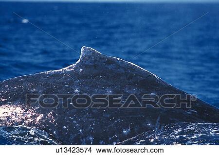 Picture - Dorsal Fin of Humpback Whale. Fotosearch
