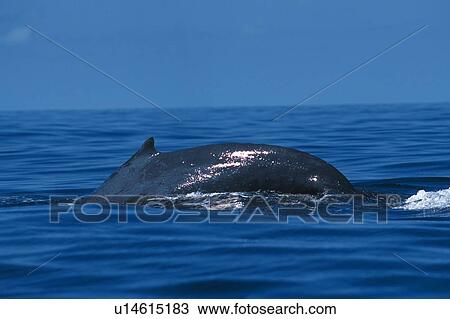 Stock Image - Dorsal Fin of Humpback Whale. Fotosearch