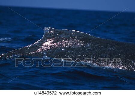 Stock Image - Dorsal Fin of Humpback Whale. Fotosearch