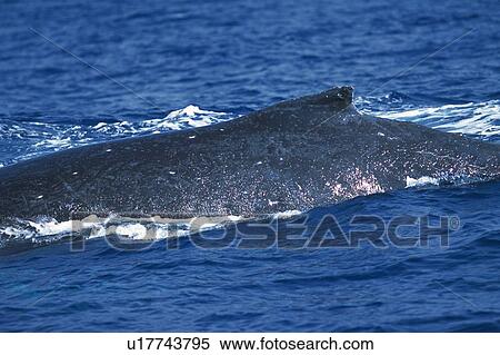 Dorsal Fin of Humpback Whale View Large Photo Image Stock Photography - Dorsal Fin of Humpback Whale. Fotosearch