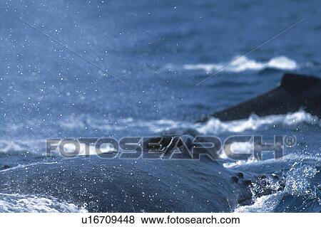 Humpback Whale Blowing View Large Photo Image Stock Photo - Humpback Whale Blowing. Fotosearch