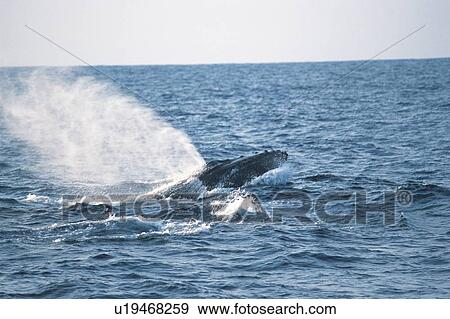 Stock Photo - Humpback Whale Blowing. Fotosearch