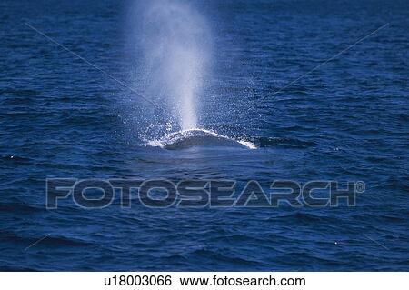 Humpback Whale Blowing View Large Photo Image Stock Photograph - Humpback Whale Blowing. Fotosearch