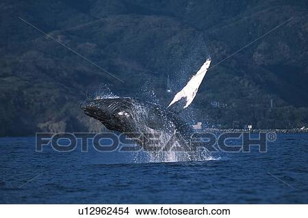 Picture - Humpback Whale Breaching. Fotosearch