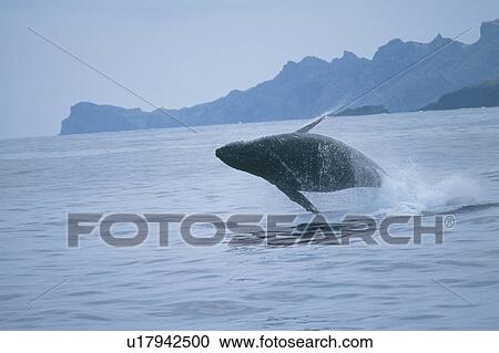 Stock Image - Humpback Whale Breaching. Fotosearch