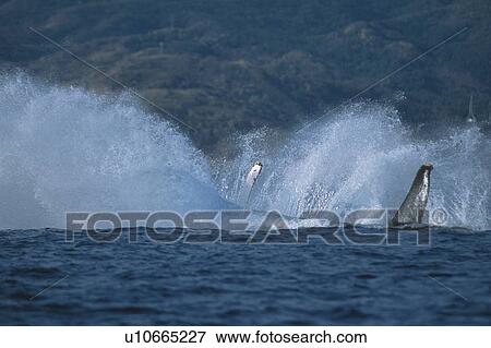 Humpback Whale Breaching View Large Photo Image Stock Photo - Humpback Whale Breaching. Fotosearch