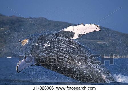 Stock Photograph - Humpback Whale Breaching. Fotosearch
