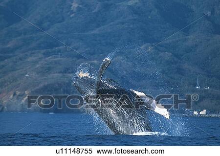 Humpback Whale Breaching View Large Photo Image Stock Photography - Humpback Whale Breaching. Fotosearch