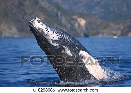 Stock Photography - Humpback Whale Breaching. Fotosearch