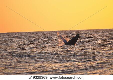 Stock Photo - Humpback Whale Breaching, Sunset. Fotosearch