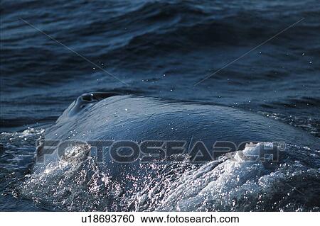Stock Image - Humpback Whale Surfacing. Fotosearch