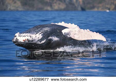 Stock Photo - Humpback Whale Surfacing. Fotosearch