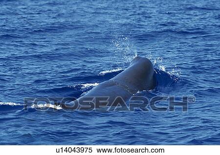 Humpback Whale Surfacing View Large Photo Image Stock Photography - Humpback Whale Surfacing. Fotosearch