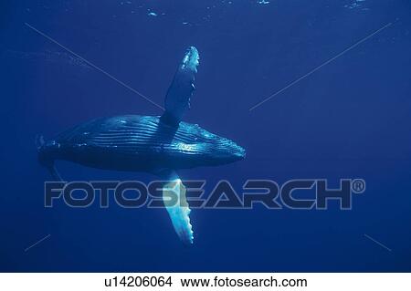 Humpback Whale Swimming Underwater View Large Photo Image Picture - Humpback Whale Swimming Underwater. Fotosearch