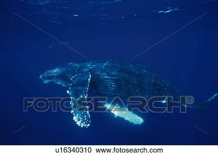 Stock Image - Humpback Whale Swimming Underwater. Fotosearch