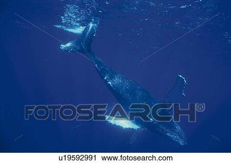 Stock Image - Humpback Whale Swimming Underwater. Fotosearch