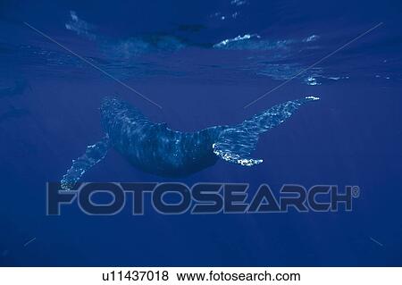 Stock Photo - Humpback Whale Swimming Underwater. Fotosearch