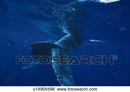 Stock Photo - Humpback Whale Swimming Underwater. Fotosearch